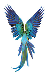 Beautiful feathers on the back of Harlequin Macaw parrot isolated on transparent background png file	