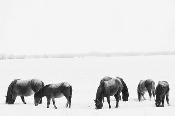 horses in a white winter field in the snow