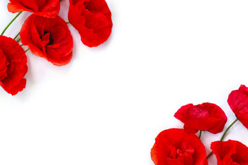 Flowers red poppies ( corn poppy, corn rose, field poppy ) on a white background with space for text. Top view, flat lay
