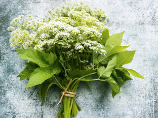 Ground elder,  bishop's weed, goutweed, gout wort, white flower umbrella. Top view