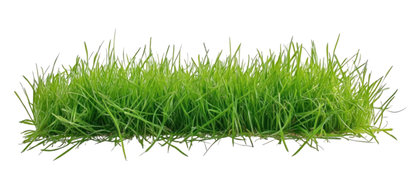 Lush green grass tufts