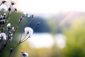 Delicate silhouettes of wild grasses against a blurred dawn landscape with soft sunlight, creating...