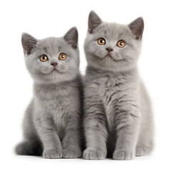 Obraz premium Two British Shorthair kittens