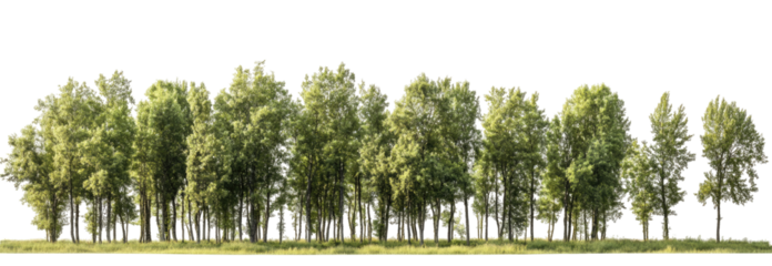 Lush green trees in a dense forest row