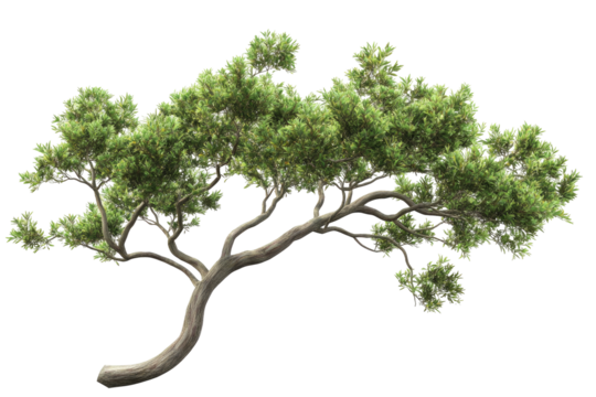 Lush green tree with a sweeping, curved branch