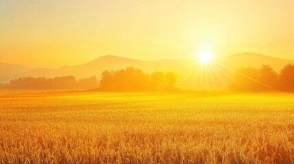 Golden sunrise over a field