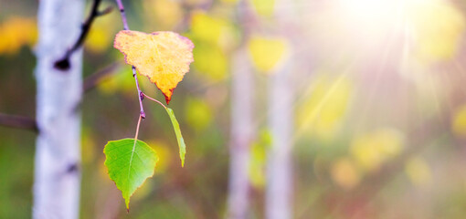 Transition autumn leaves birch branches green bright yellow illuminated golden sun rays creating...