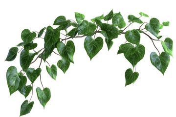 Green vine with heart-shaped leaves