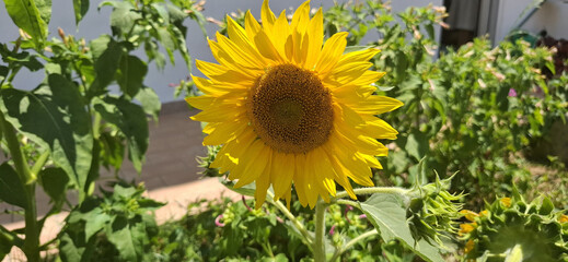Girasole