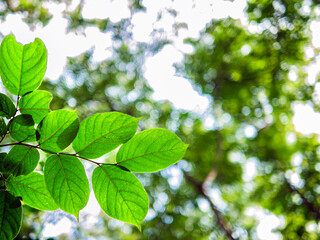 Into the forest. tree background, Nature composition Looking up view of tree trunk to green leaves of tree in forest with sun light. Fresh environment in green woods. Forest tree on sunny day.