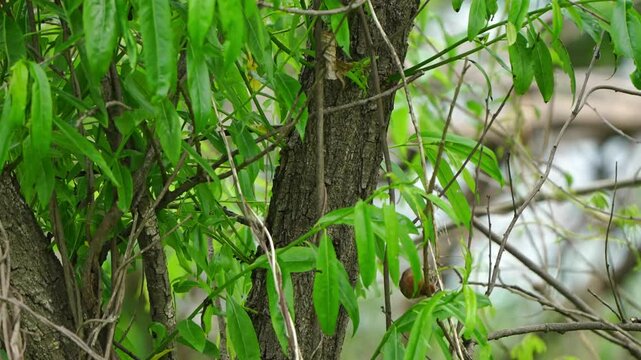 Vinous-throated Parrotbills: Nest Building and Playful Exploration