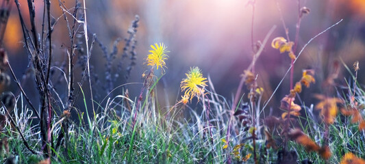 Soft morning sun rays through delicate grass stems wild flowers creating magical blurred background...