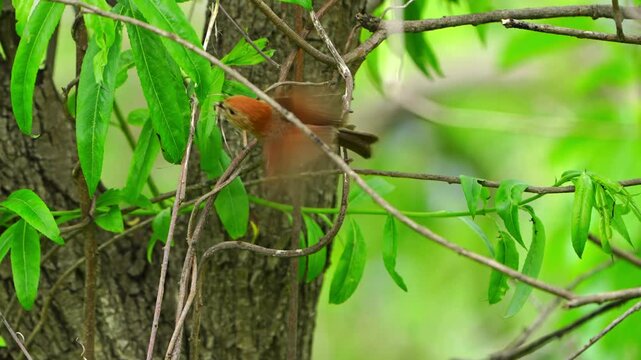Vinous-throated Parrotbill Gathering Nesting Material from Vines: Busy Spring Day