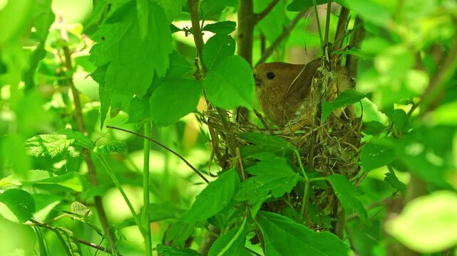 Vinous-throated Parrotbill Reinforcing Nest: Weaving with White Fibrous Material for Strength