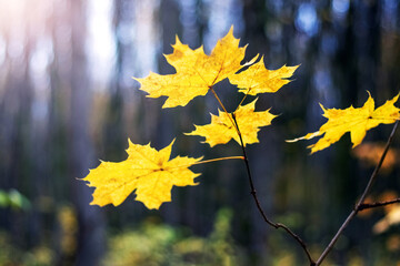 Morning autumn forest landscape bright yellow maple leaves foreground illuminated sun rays breaking through trees