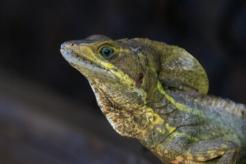 Male Basilisk Jesus Lizard Profile View