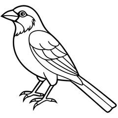 Fine Line Weaver Bird Graphic Art
