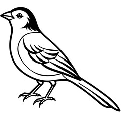 Fine Line Weaver Bird Graphic Art