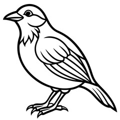 Fine Line Weaver Bird Graphic Art