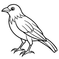 Fototapeta premium Fine Line Weaver Bird Graphic Art