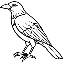 Fine Line Weaver Bird Graphic Art