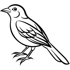 Fine Line Weaver Bird Graphic Art