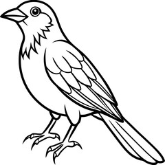 Fine Line Weaver Bird Graphic Art