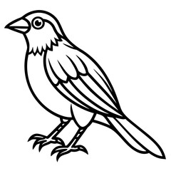 Fine Line Weaver Bird Graphic Art