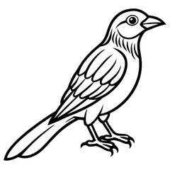 Fine Line Weaver Bird Graphic Art
