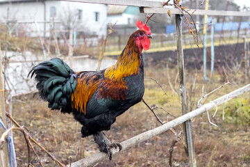 Ornately colored rooster stands on perch in rural area showcasing its vibrant plumage with red comb and glistening tail