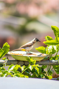 White woodpecker eating fruit from a feeder