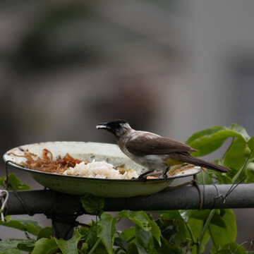 White woodpecker eating fruit from a feeder
