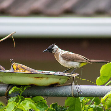 White woodpecker eating fruit from a feeder
