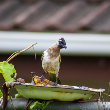 White woodpecker eating fruit from a feeder