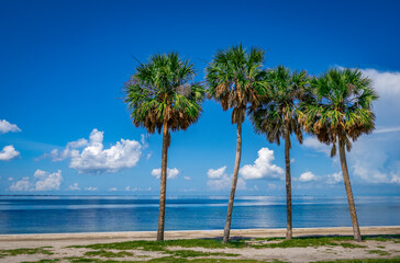 Palm trees on Tampa Bay and the Gulf of Mexico in the  Skyway Fishing Pier State Park  in Florida USA