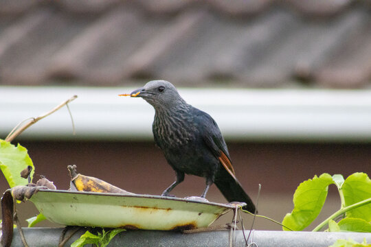 Red winged starling bird feeding on fruit