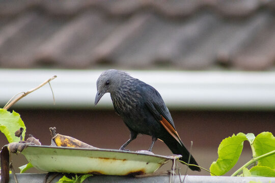Red winged starling bird feeding on fruit