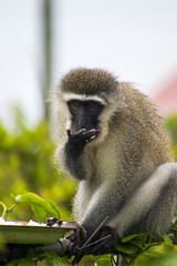 Male vervet monkey