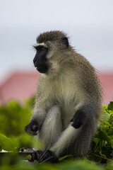 Male vervet monkey