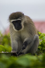 Male vervet monkey
