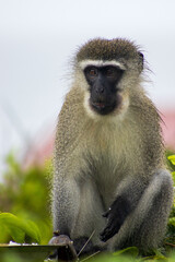 Male vervet monkey