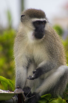 Male vervet monkey