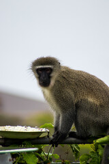 vervet monkey sitting next to a feeding bowl