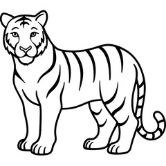 Full Body White Tiger Clean Vector Line Sketch