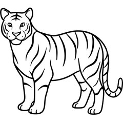 Full Body White Tiger Clean Vector Line Sketch