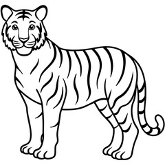 Full Body White Tiger Clean Vector Line Sketch