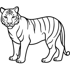 Full Body White Tiger Clean Vector Line Sketch