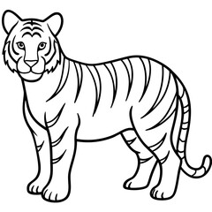 Full Body White Tiger Clean Vector Line Sketch