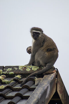 Monkey sitting on roof
