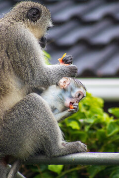 Mother monkey and baby monkey feeding on fruit